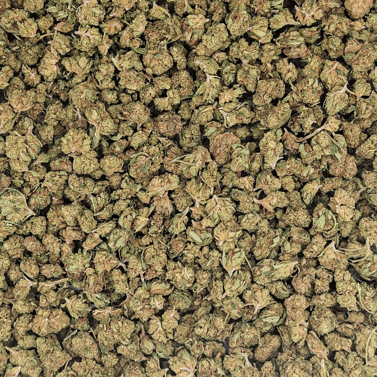 Amnesia small buds