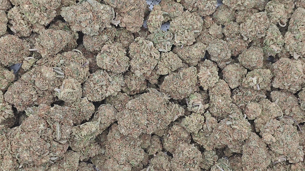 Lemon Zkittlez ++