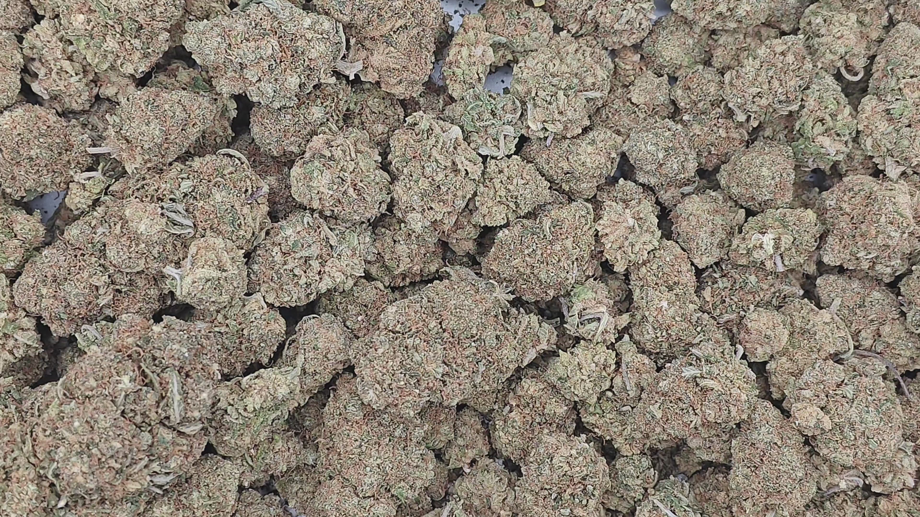 Lemon Zkittlez ++