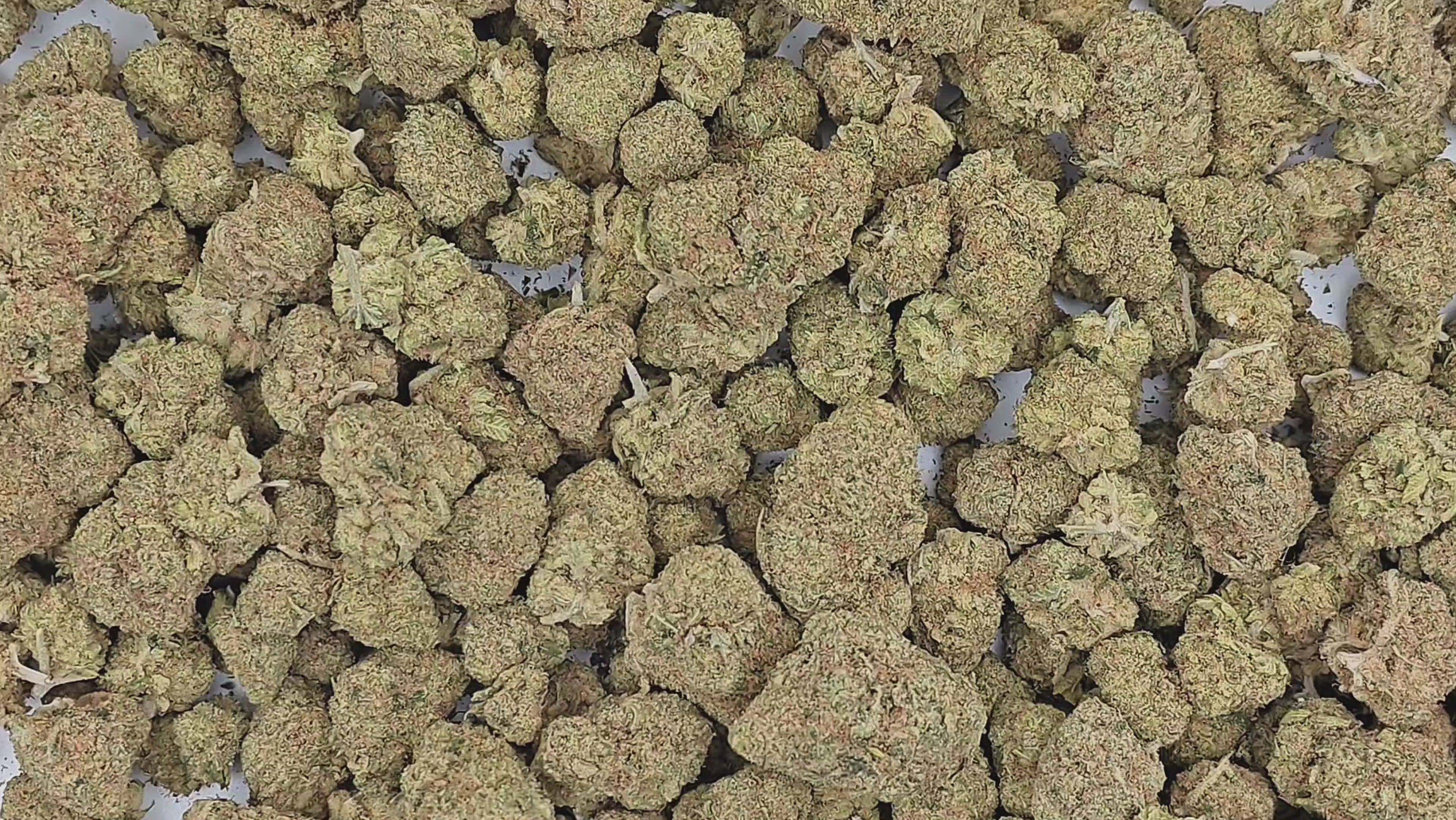 M.A.C (LAC) – Indoor Hydro Cali premium ++